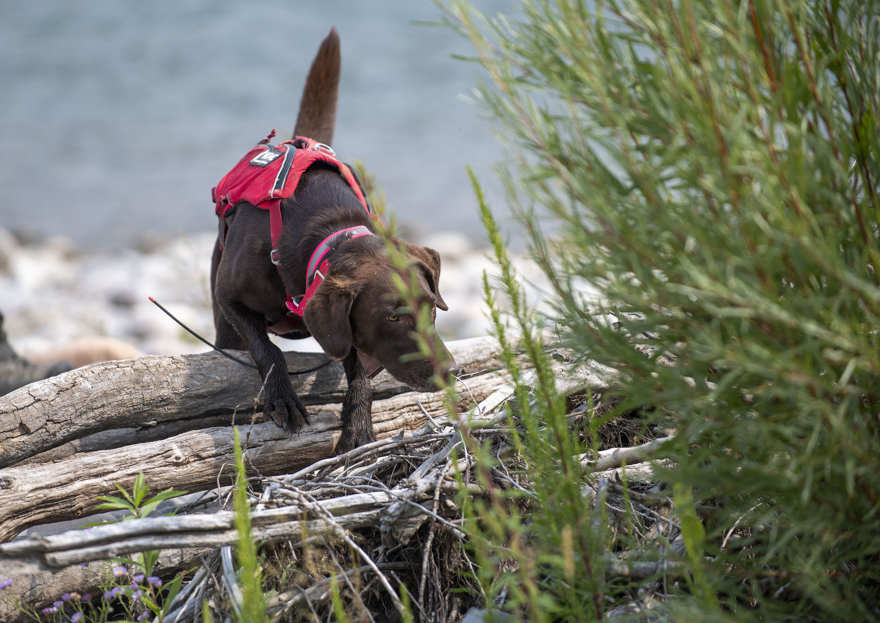 Weed sniffing dog